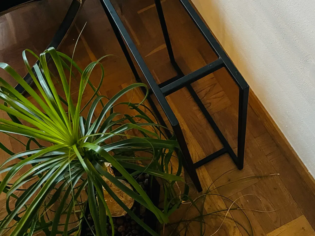 Billede 3 - Planteopsats/plantekasse