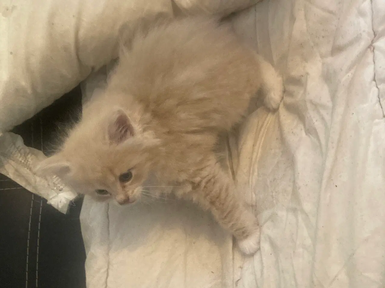 Billede 16 - Maincoon/Ragdoll/BS