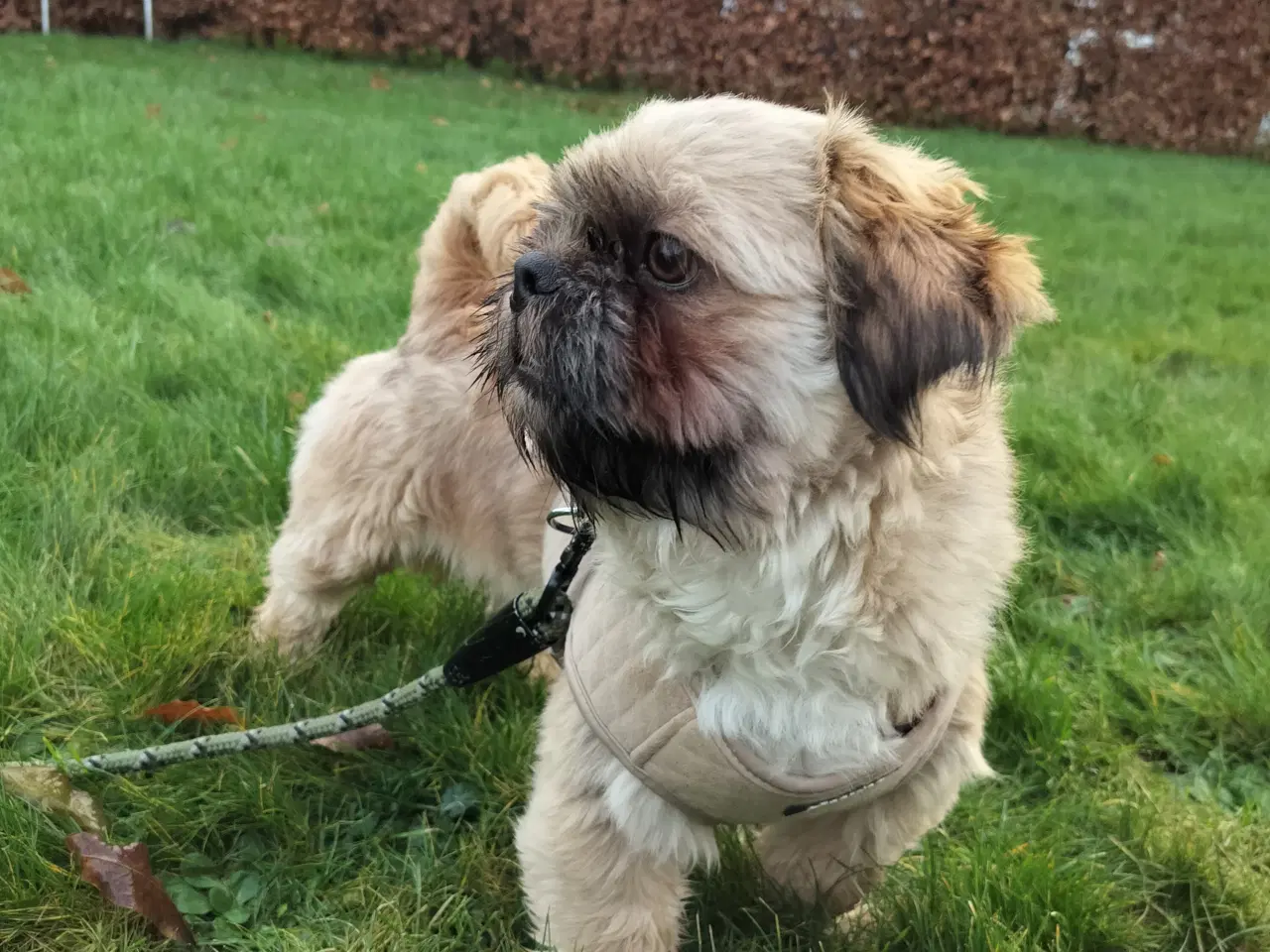 Billede 4 - Shih Tzu 8 måneder 