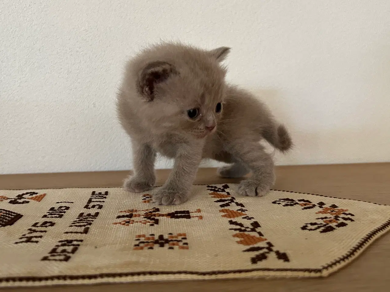 Billede 2 - British shorthair hun killing sælges