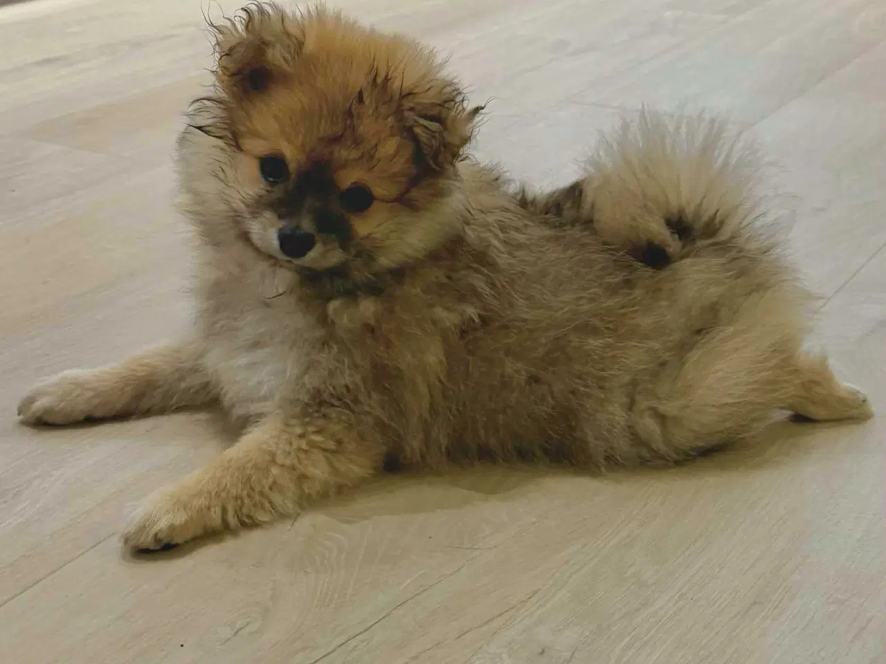 Billede 6 - Lille krudtugle søger sit forevige hjem