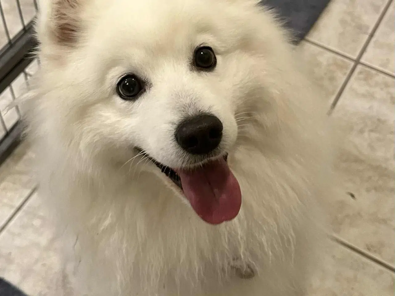 Billede 7 - Japansk spids