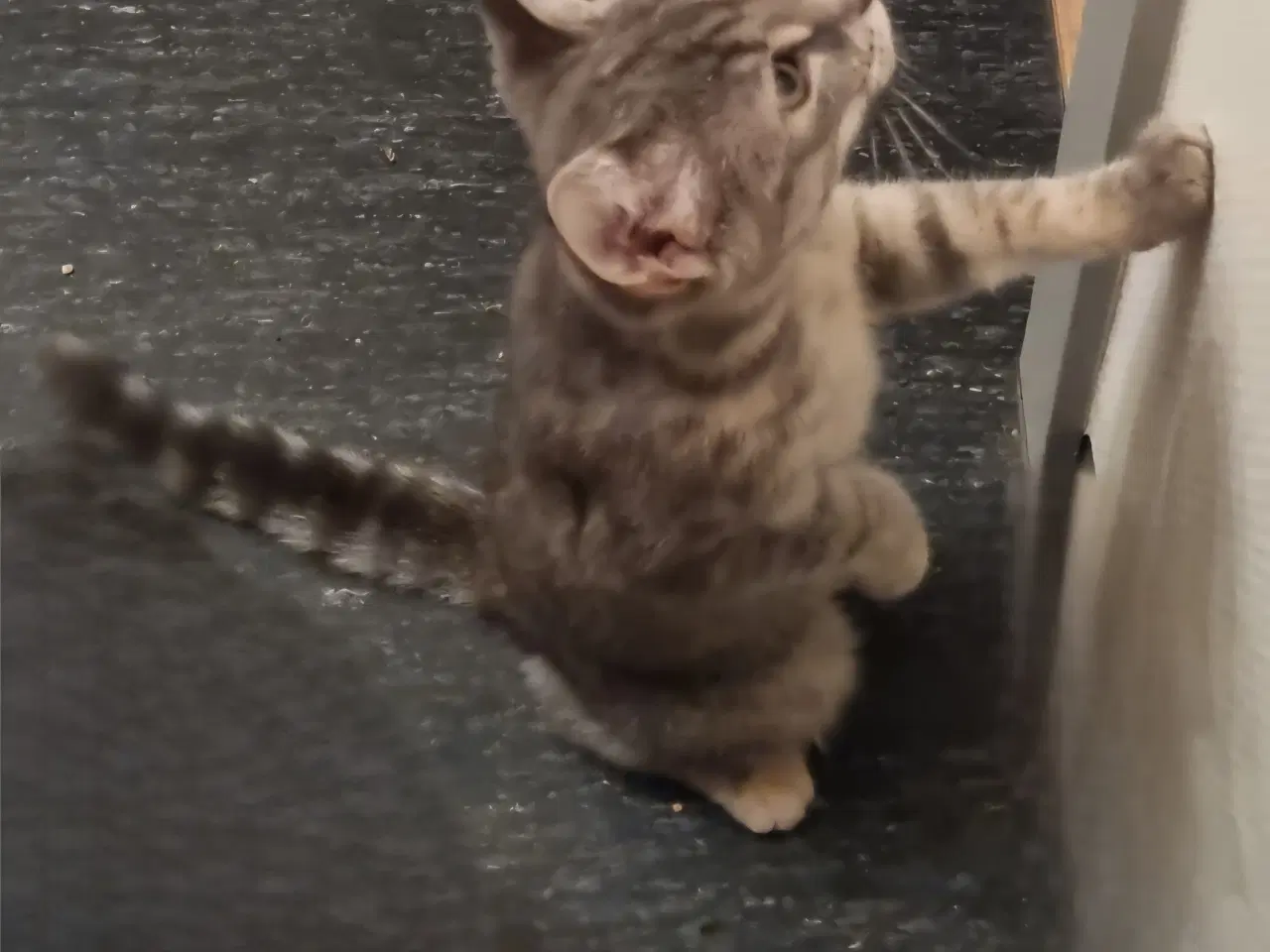 Billede 1 - Kat gives væk til sød familie