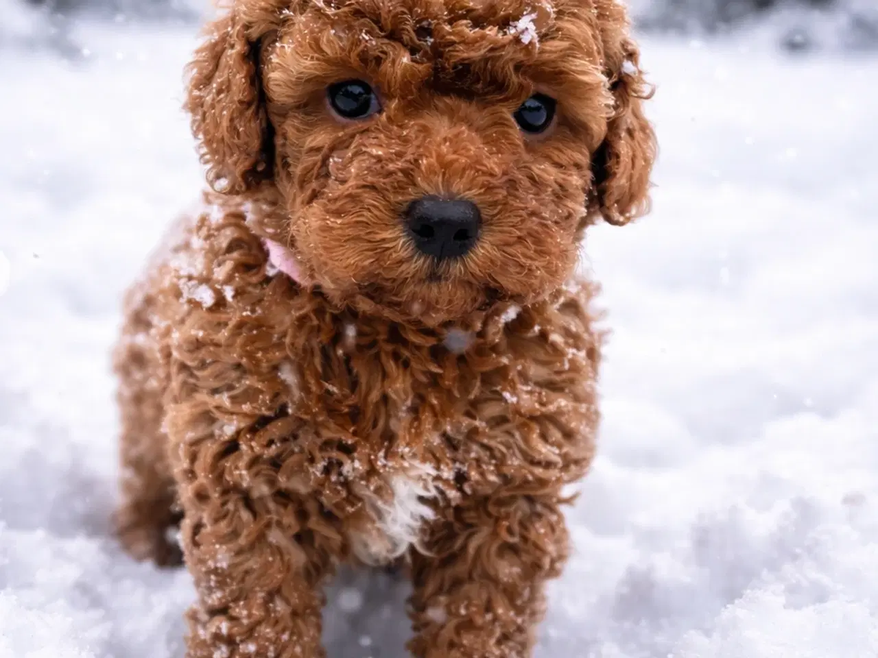 Billede 3 - Skønne røde Doodldoodle hvalpe 