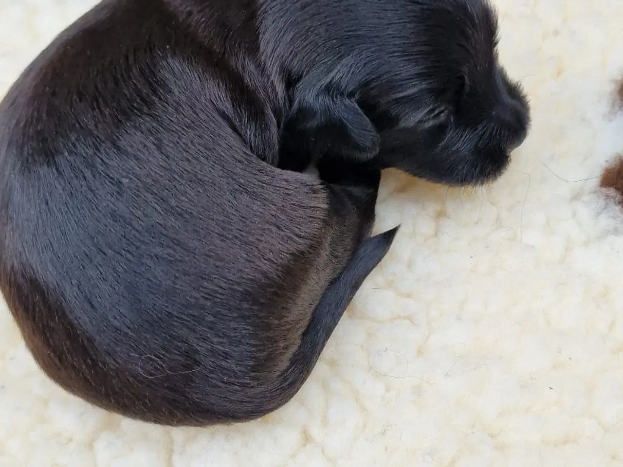 Billede 8 - Bichon Havanais hvalpe med DKK stamtavle