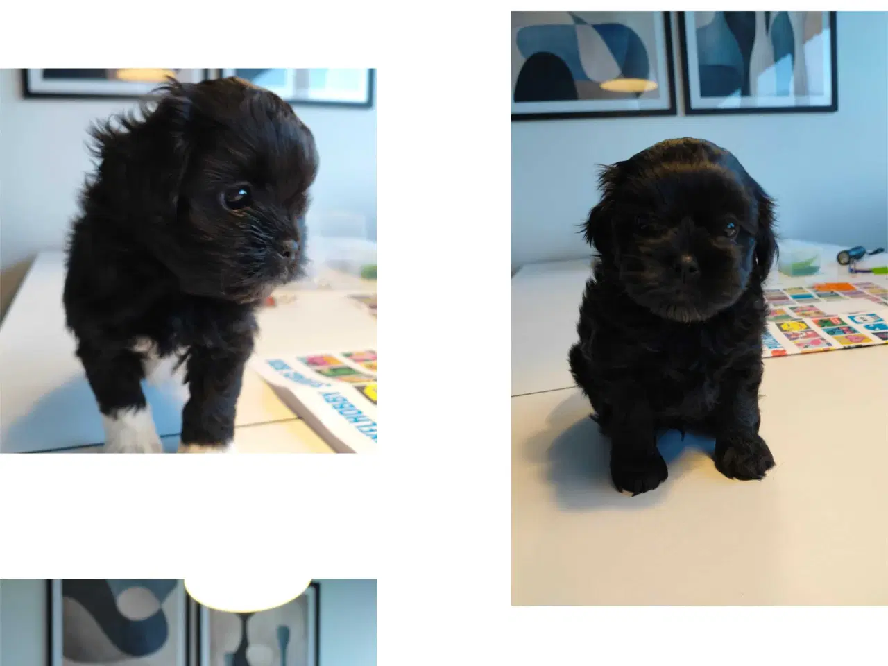 Billede 6 - Shih Zhu/puddelhvalpe 2 hanner💙💙