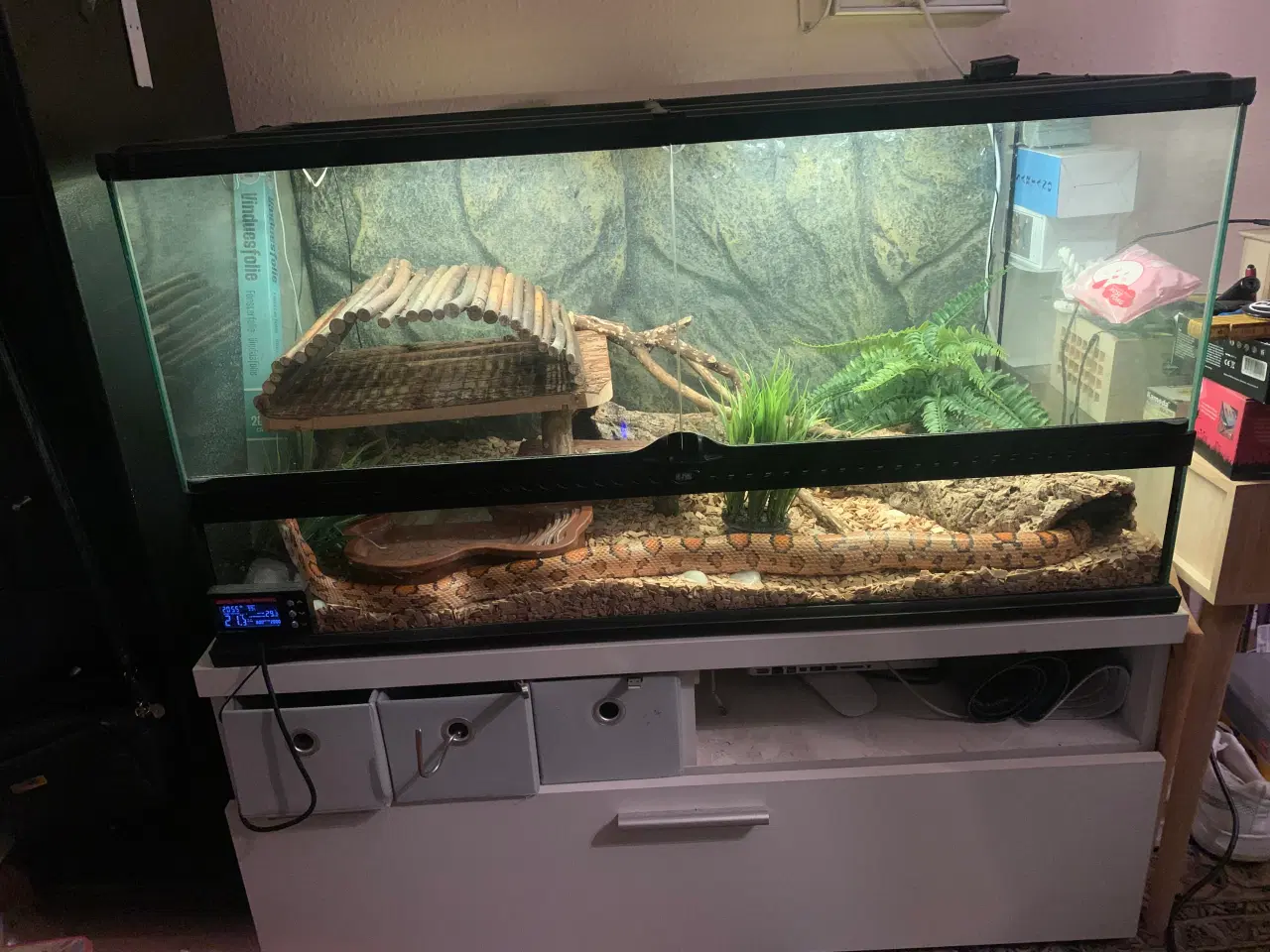 Billede 2 - Kornsnog sælges er 3 år til marts d