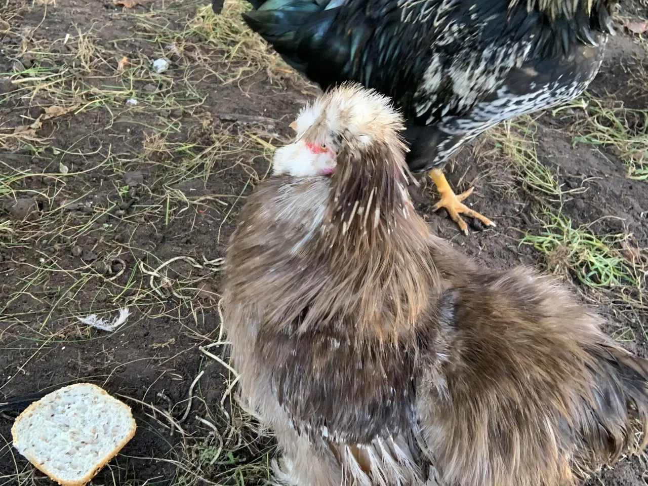 Billede 3 - Us silkehane