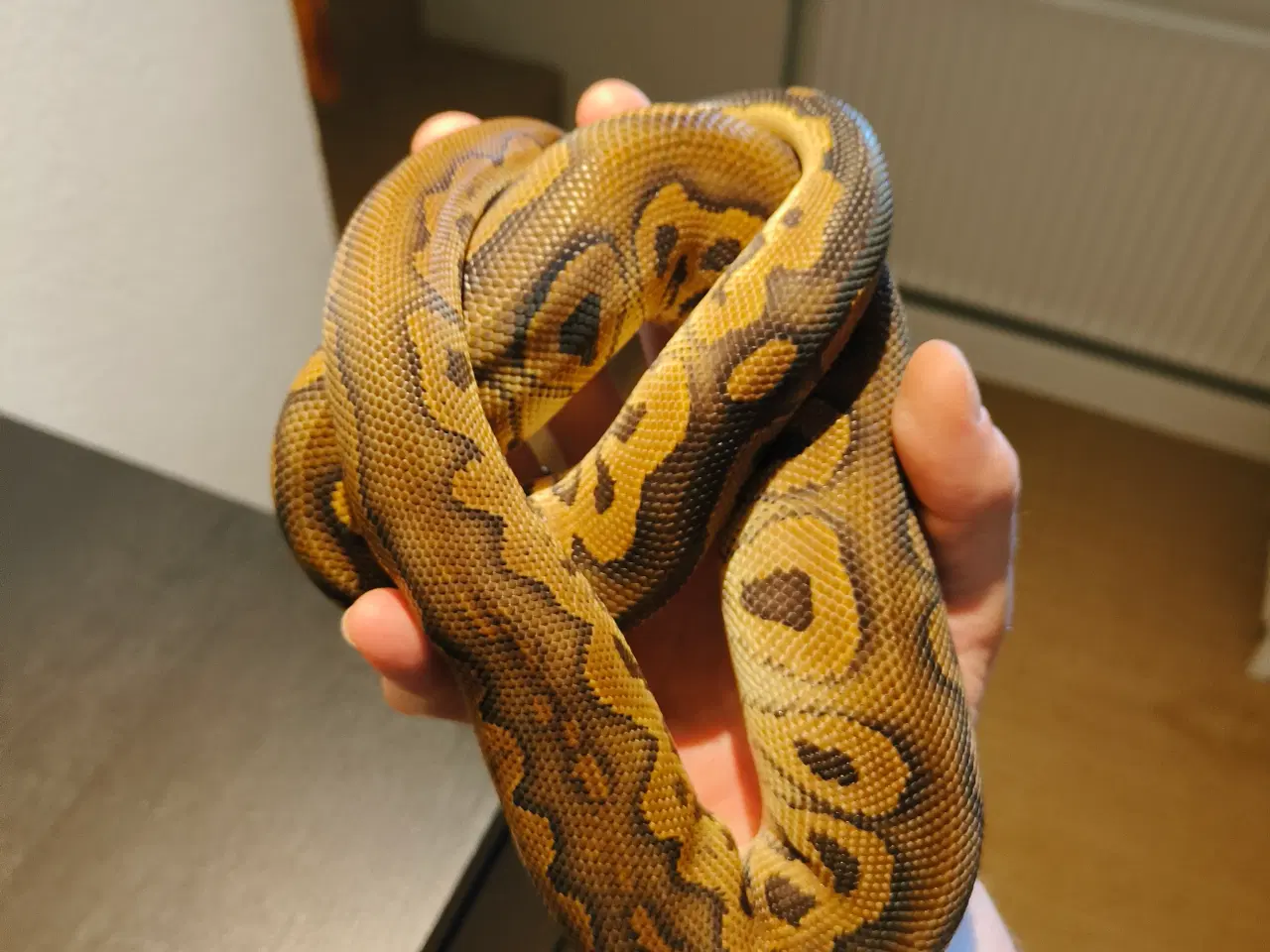 Billede 2 - Konge Python Black Pastel Clown