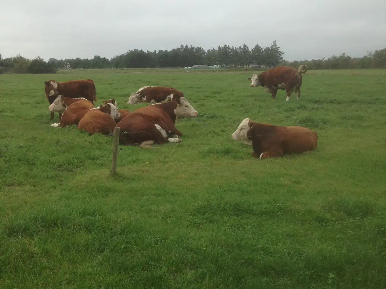 Billede 1 - Hereford ko/kvie