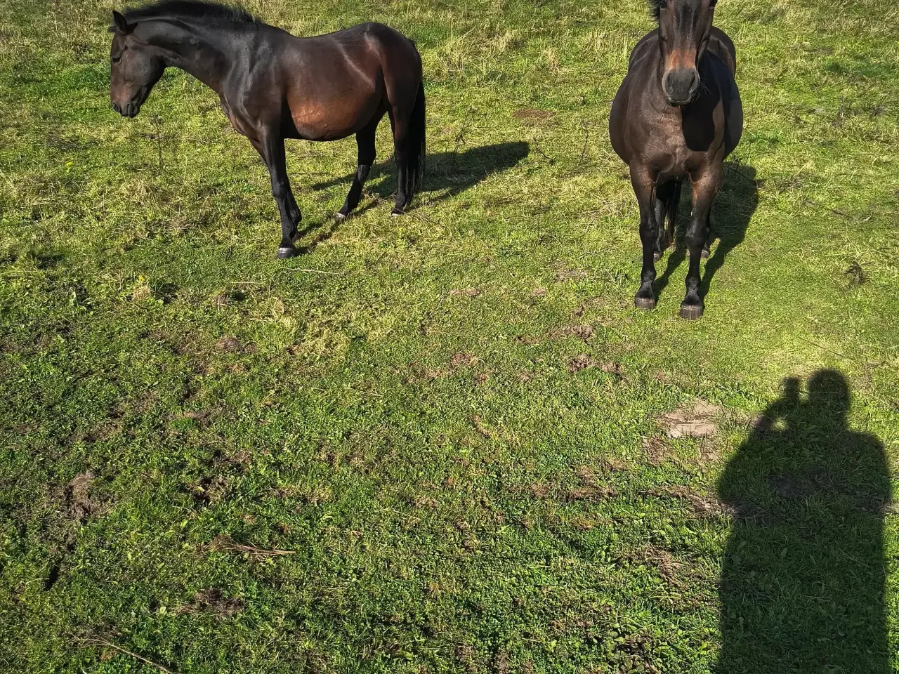 Billede 1 - 2 Oldenborghopper.