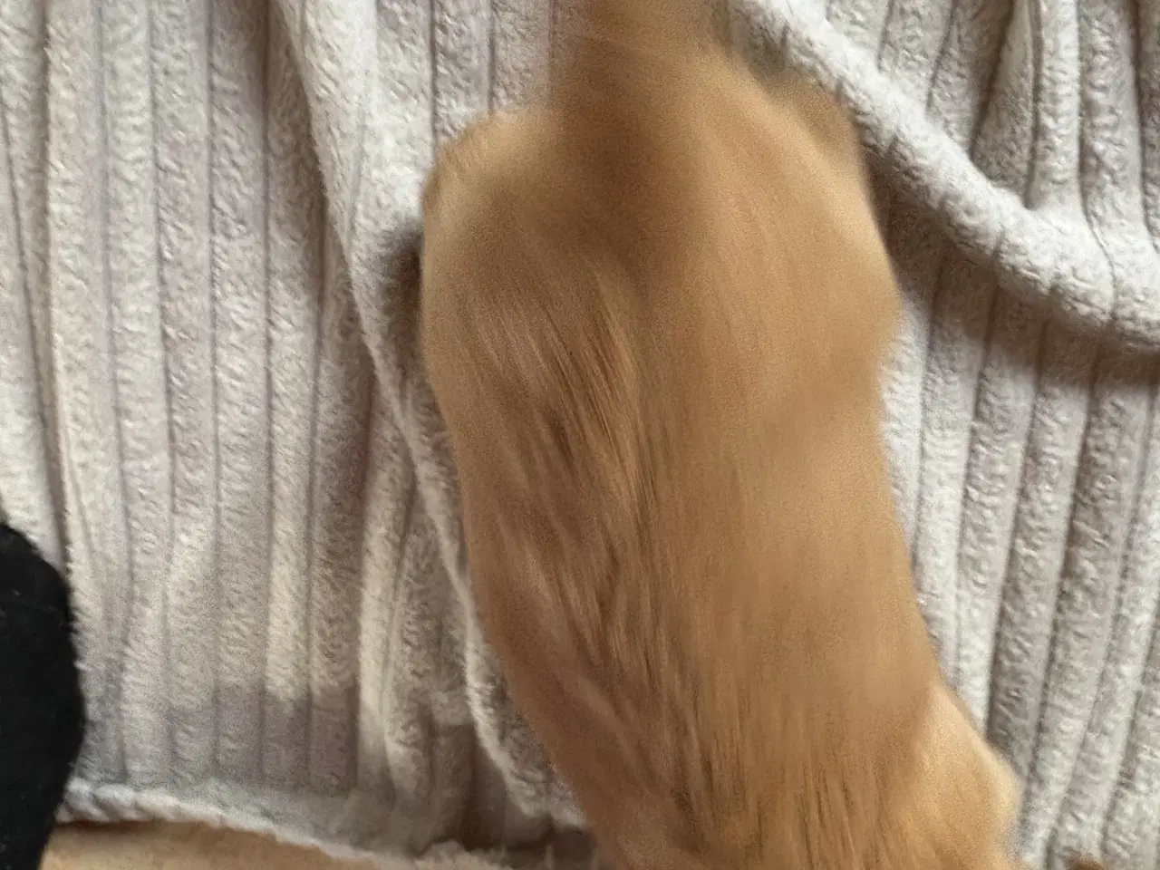 Billede 1 - hunde valpe