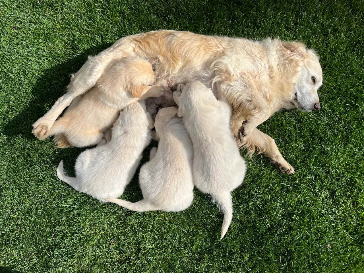 Billede 3 - Golden retriever hvalpe sælges