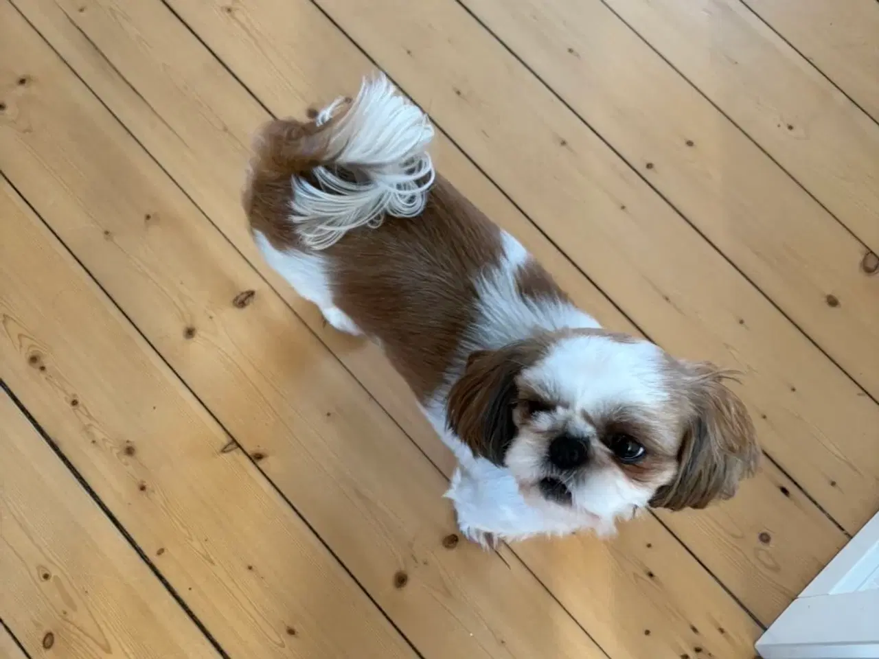 Billede 3 - Ægte Shih Tzu tæve