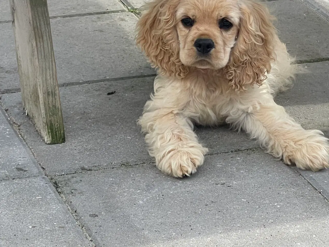 Billede 11 - Rejseklar 🧳 Skønne Amerikanske Cockerspaniel 