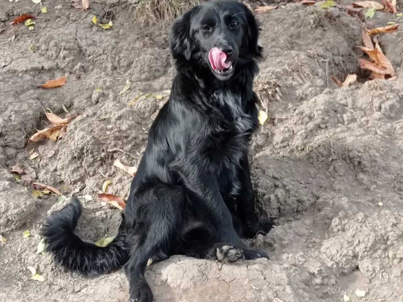 Billede 6 - Astrid fra A-holdet - Mild og kærlig