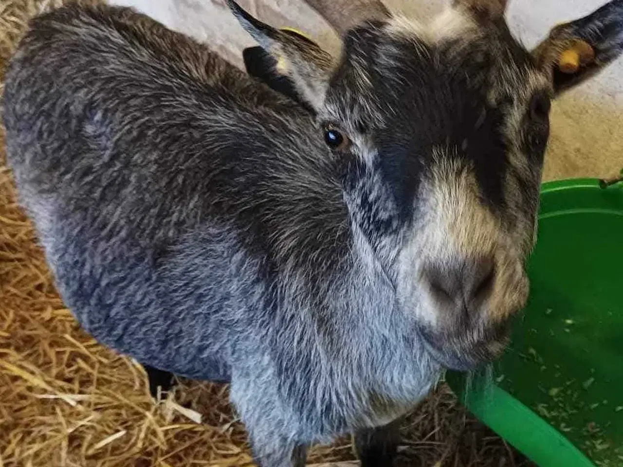 Billede 1 - 2 stk Dværggeder