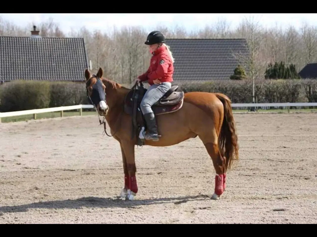 Billede 1 - SØGER fast låne pony, chancepony, problem pony