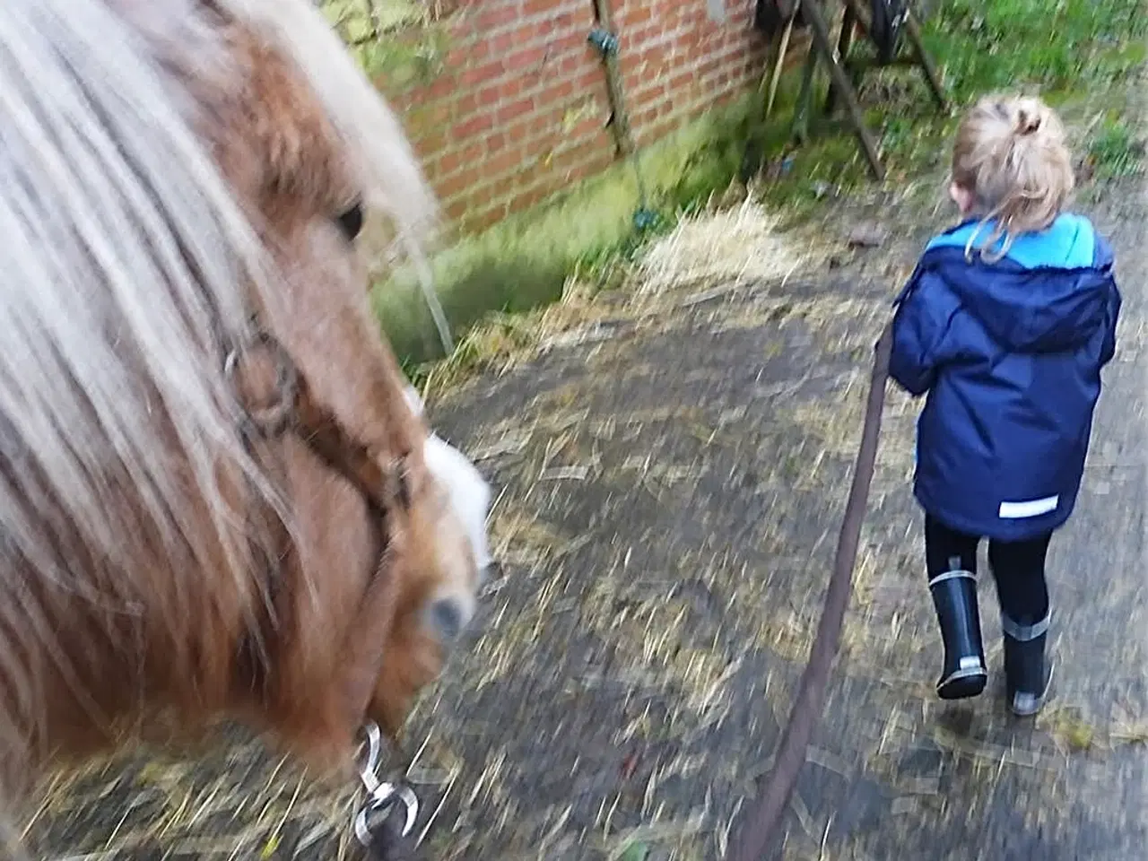 Billede 7 - Tøltende Skovturs- / Konehest