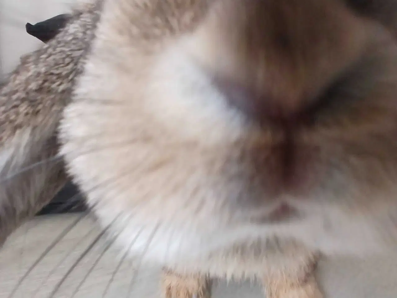 Billede 3 - Mini-lop hunkanin