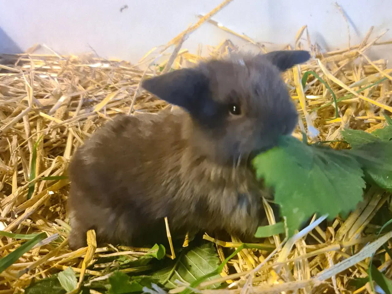 Billede 1 - Mini Lop, kanin unger 
