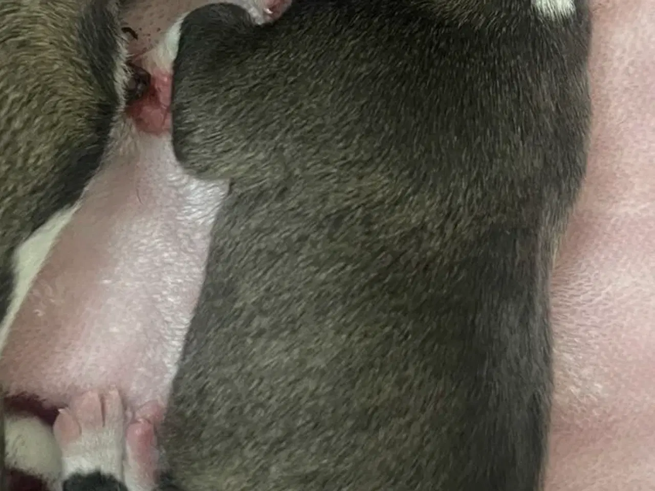 Billede 2 - Hunde hvalpe til salg