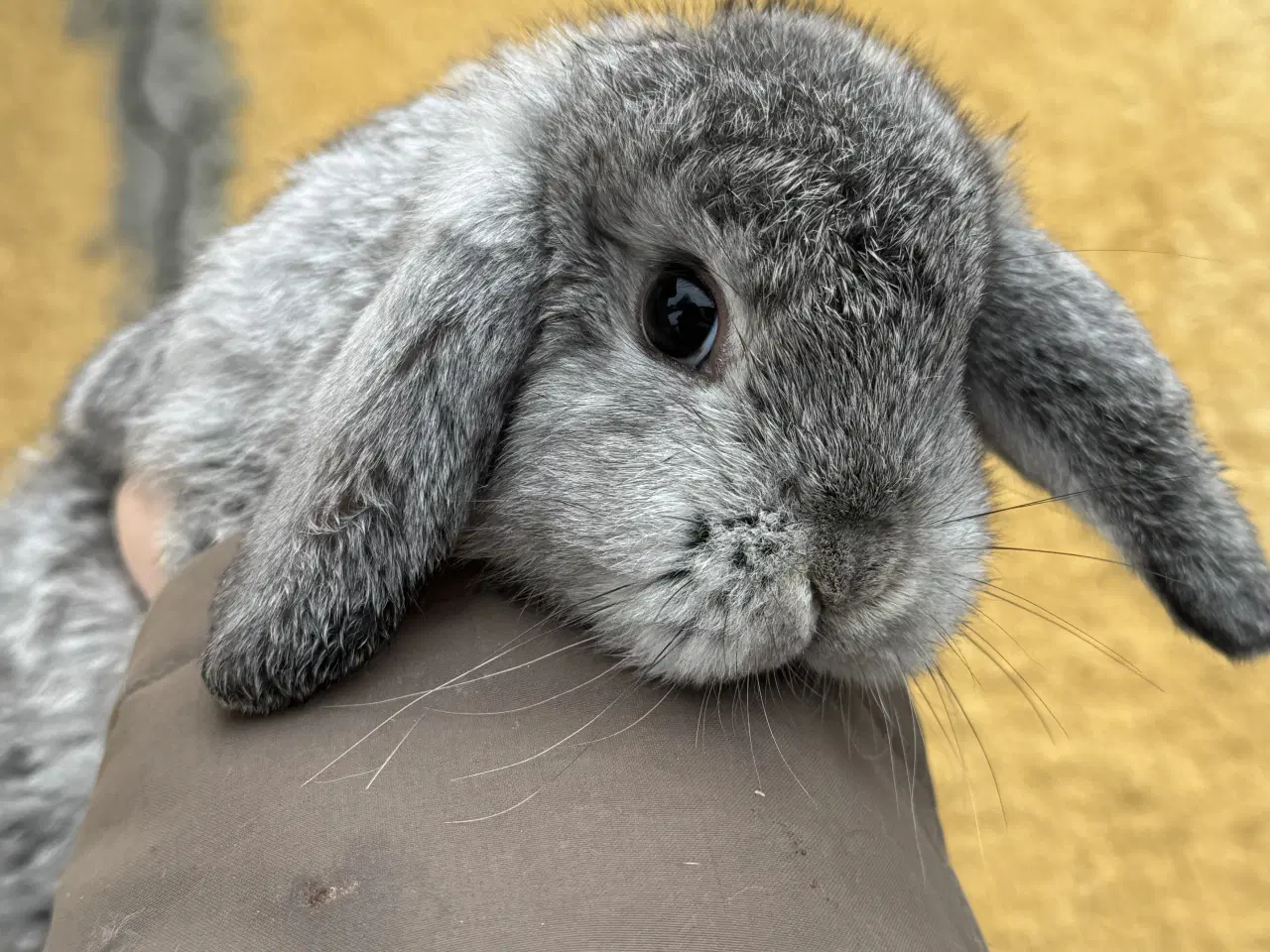 Billede 8 - Han Dværgvædder unger sælges 