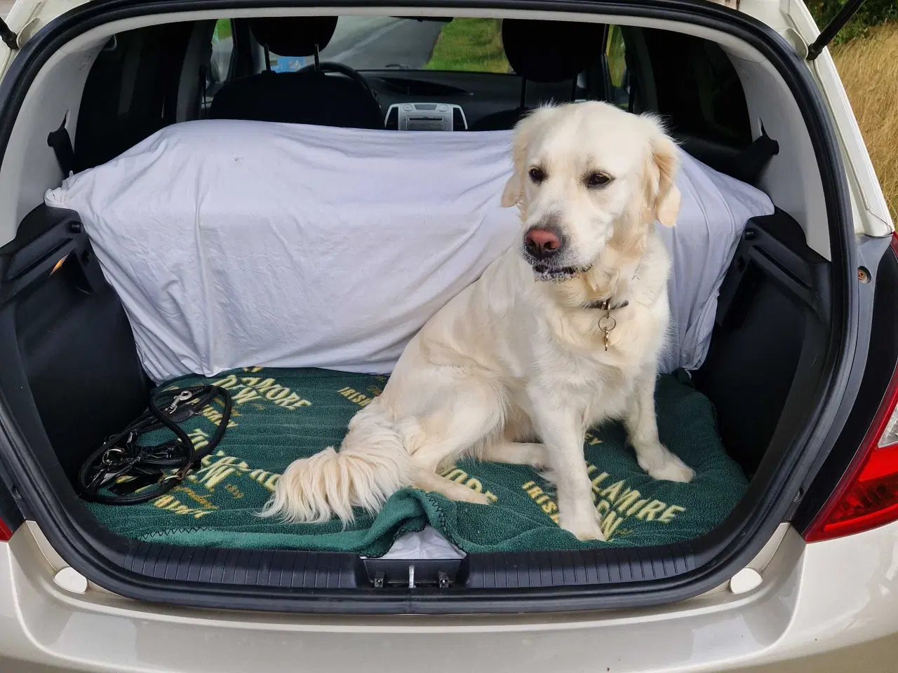 Billede 4 - Golden retriever hvalpe