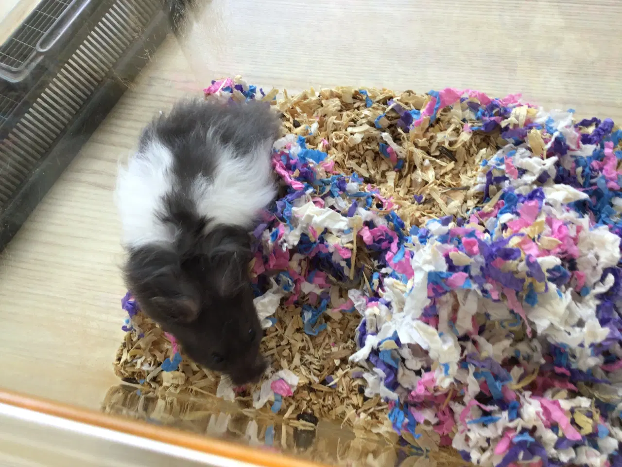 Billede 5 - Guldhamster