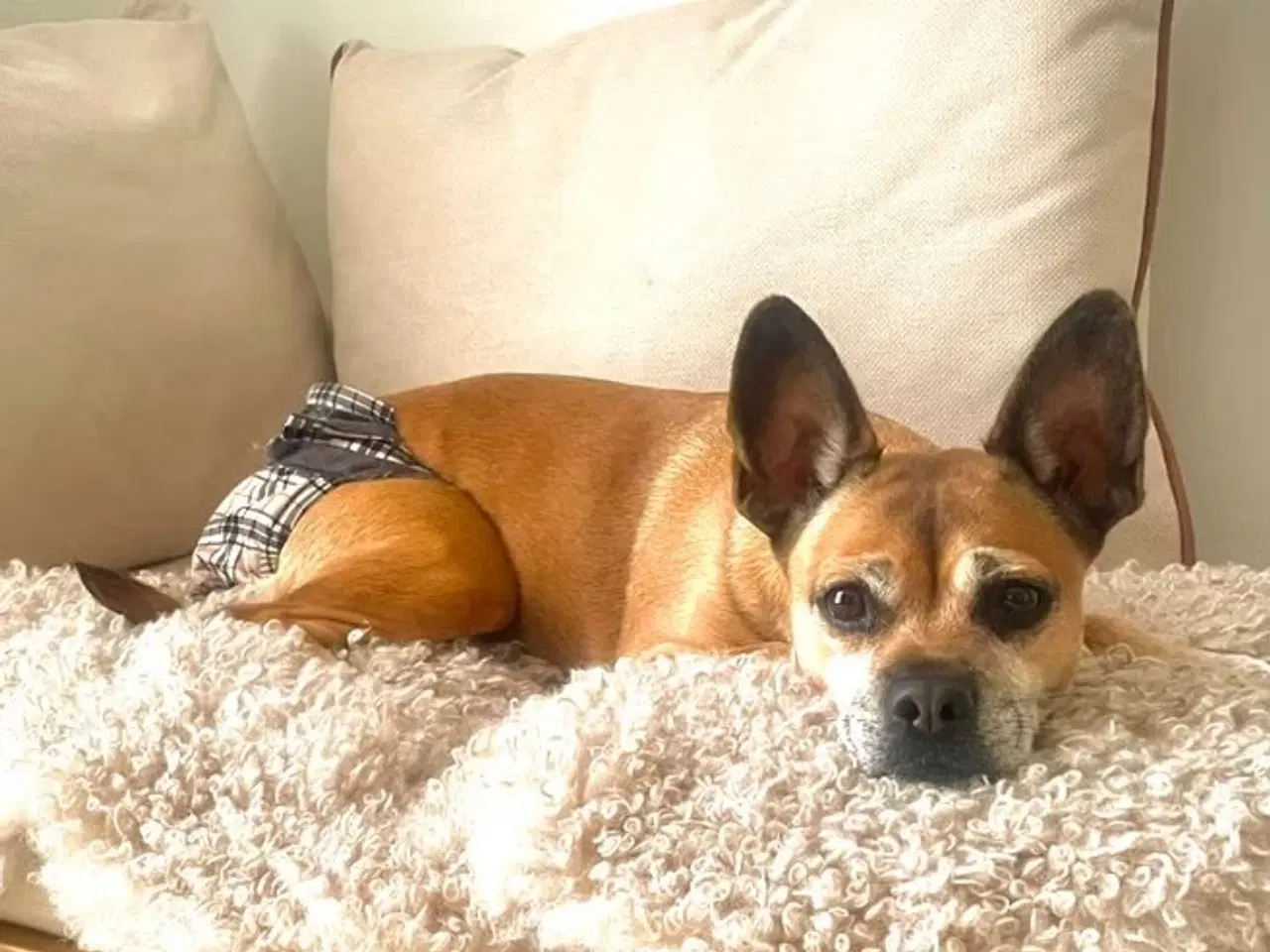 Billede 3 - Toy Puddel × Staffy hvalpe 🐾