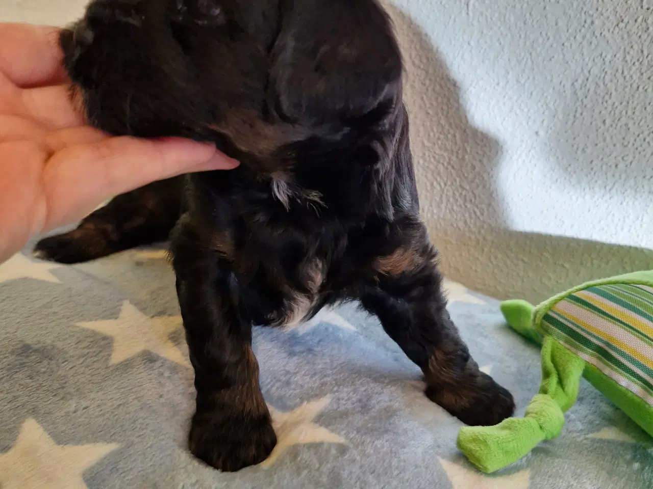 Billede 5 - Havapoo hvalpe til salg