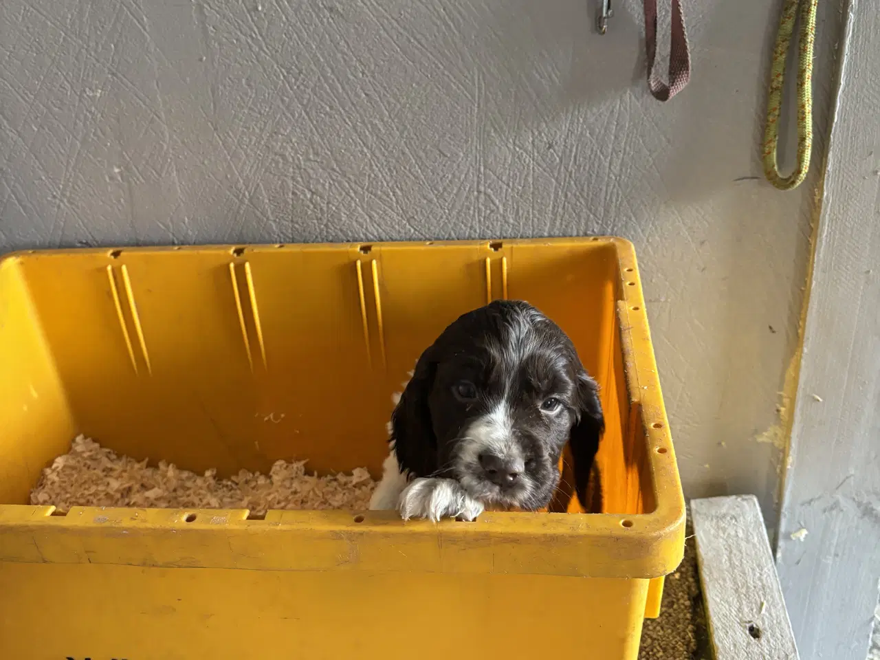 Billede 3 - Engelsk Springer Spaniel