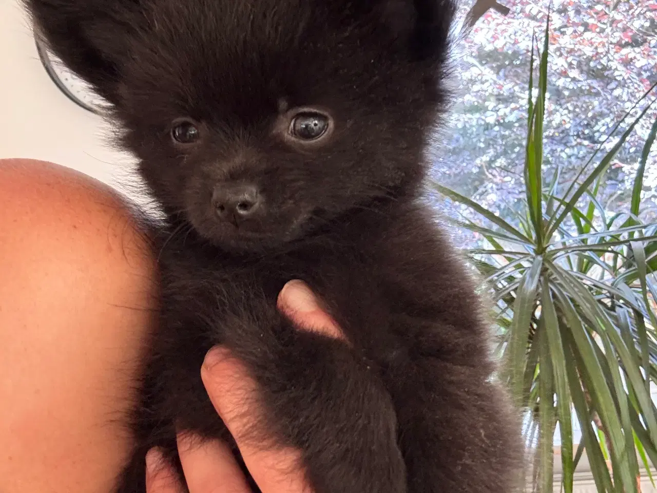 Billede 3 - Pomchi hvalp 