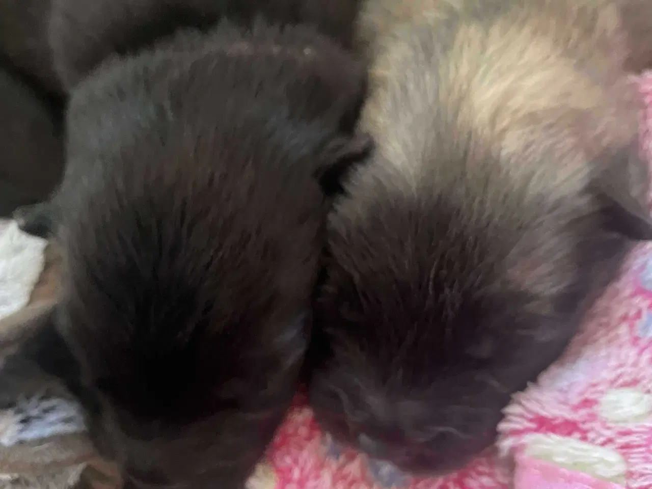 Billede 5 - Eurasier hvalpe sælges