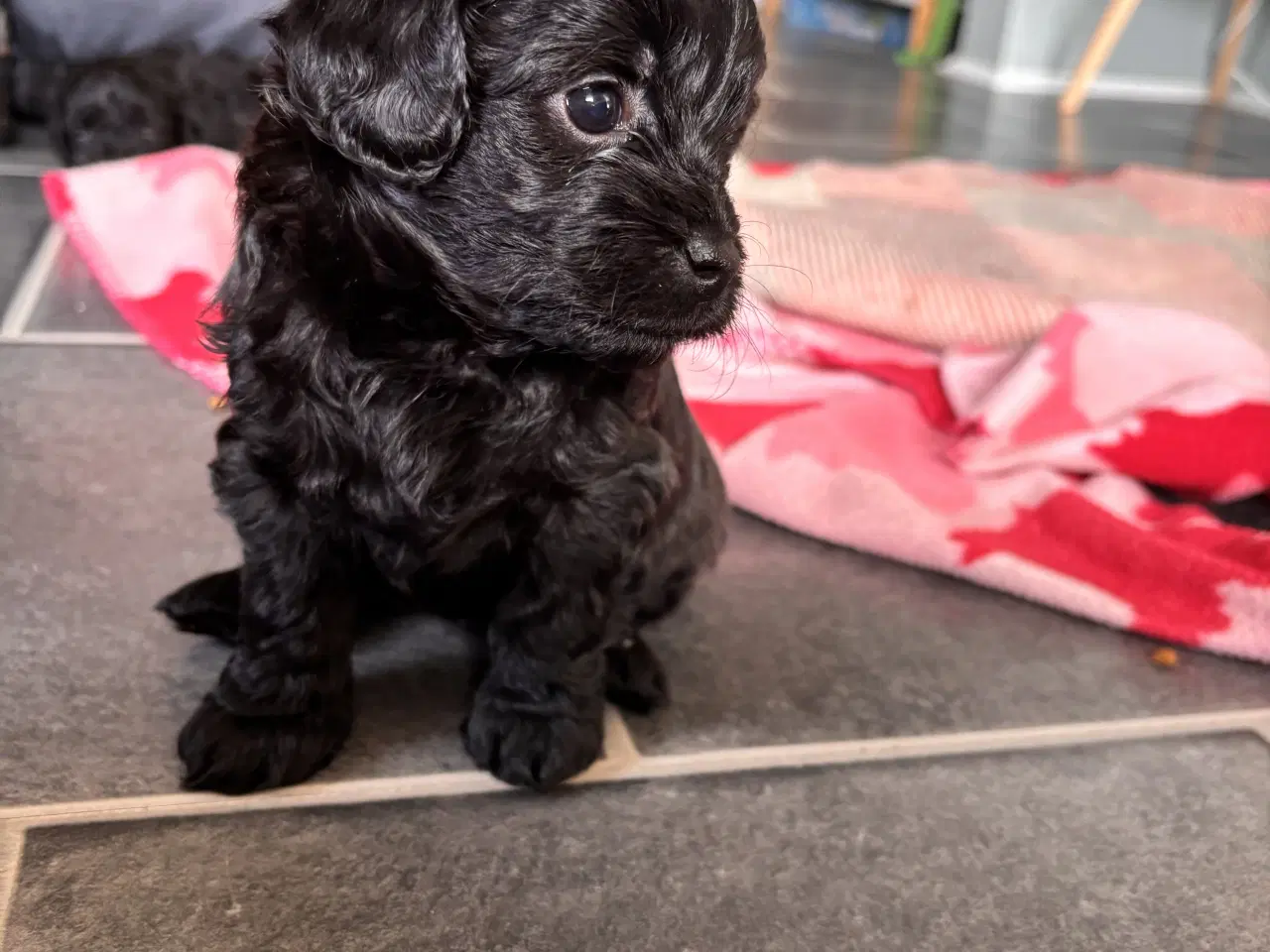 Billede 4 - Skønne Puddelblandinger💗