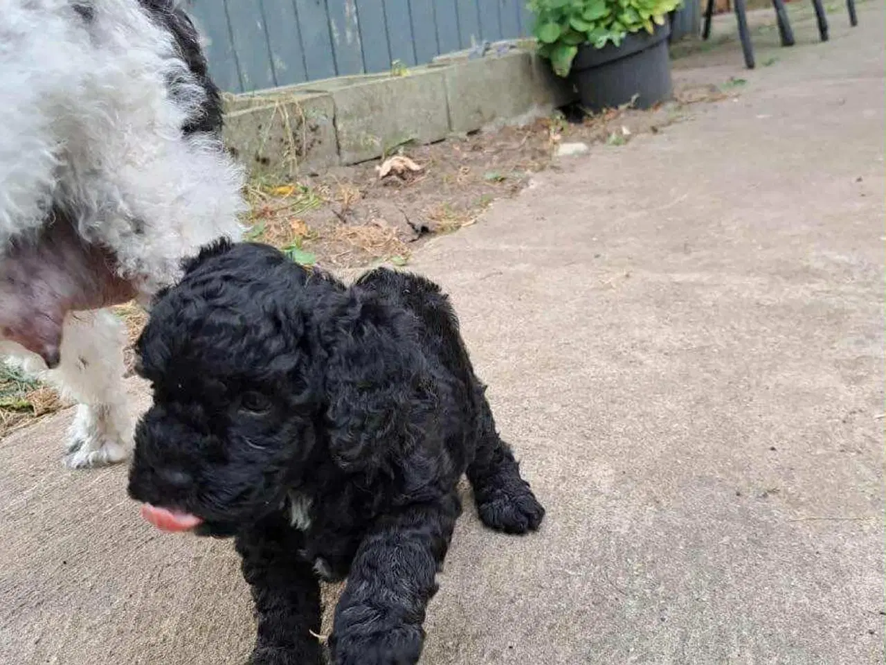 Billede 8 - Labradoodle hvalpe