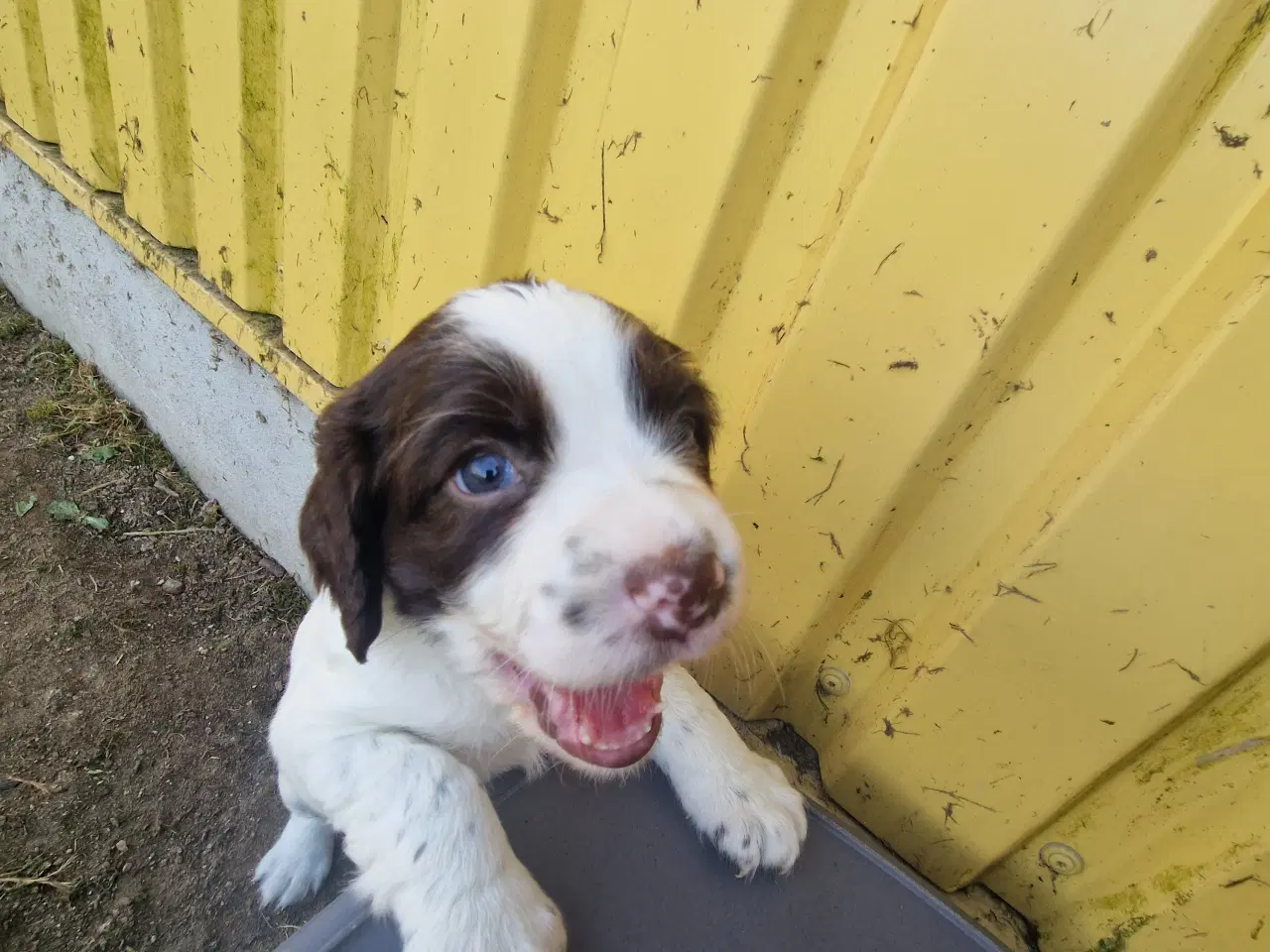Billede 5 - Engelsk springer spaniel 