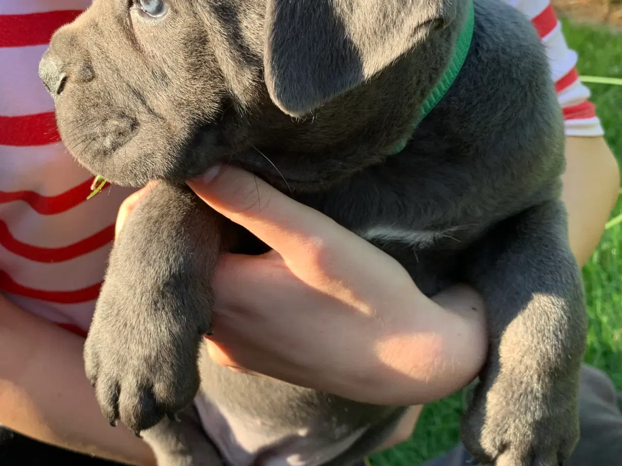 Billede 3 - Cane Corso Italiano hvalpe