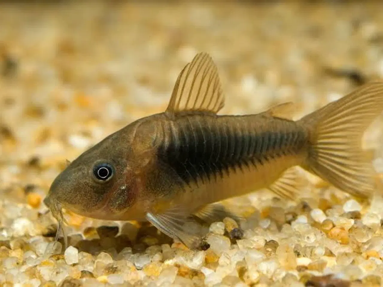 Billede 1 - Corydoras aneaus 