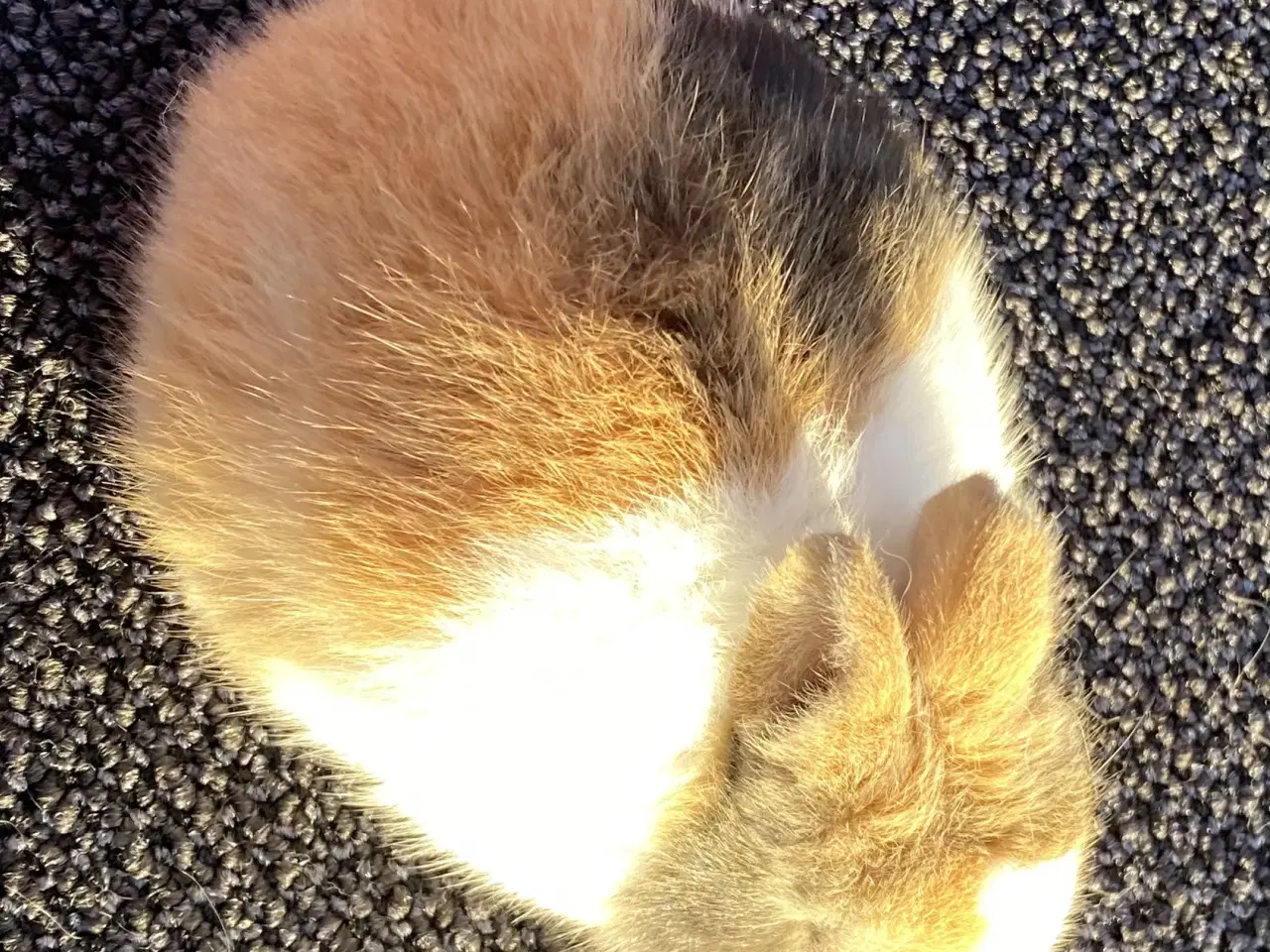 Billede 7 - HOLLÆNDER HUN JAPANER SORT/GUL