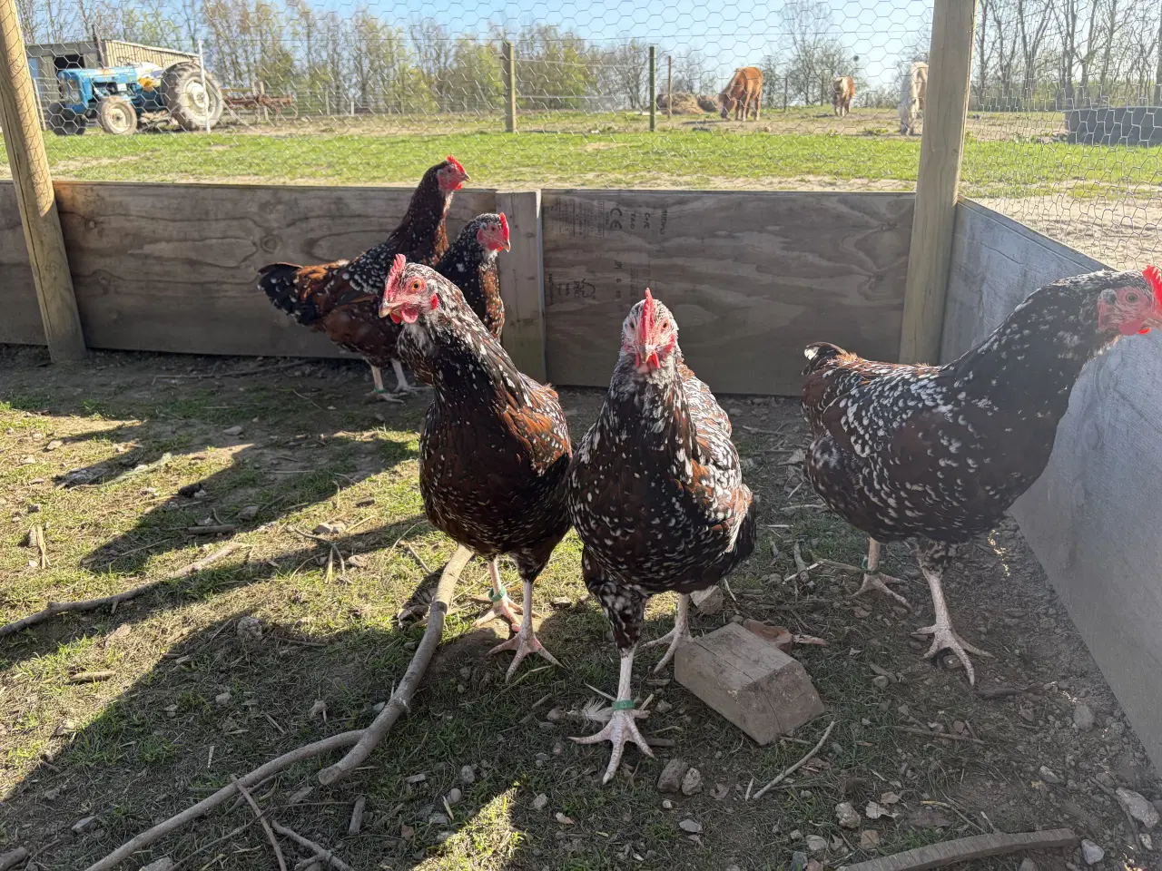 Billede 3 -  1.5 Sussex i Brun sort porcelænsfarvet