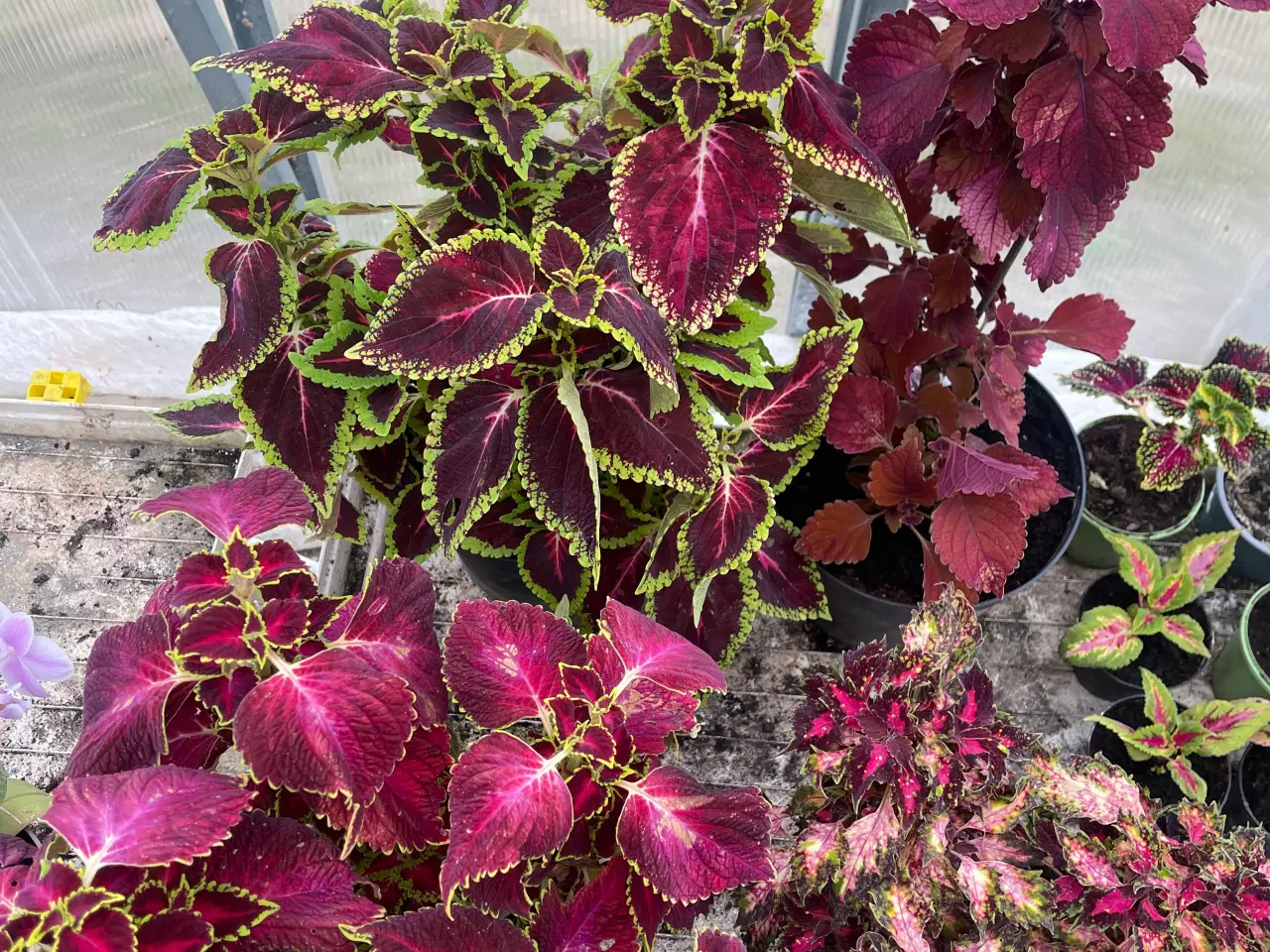 Billede 1 - Forskellige planter sælges