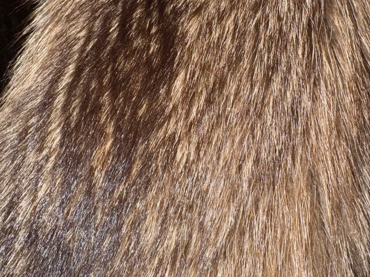 Billede 2 - Vaskebjørnspels fra Dasco