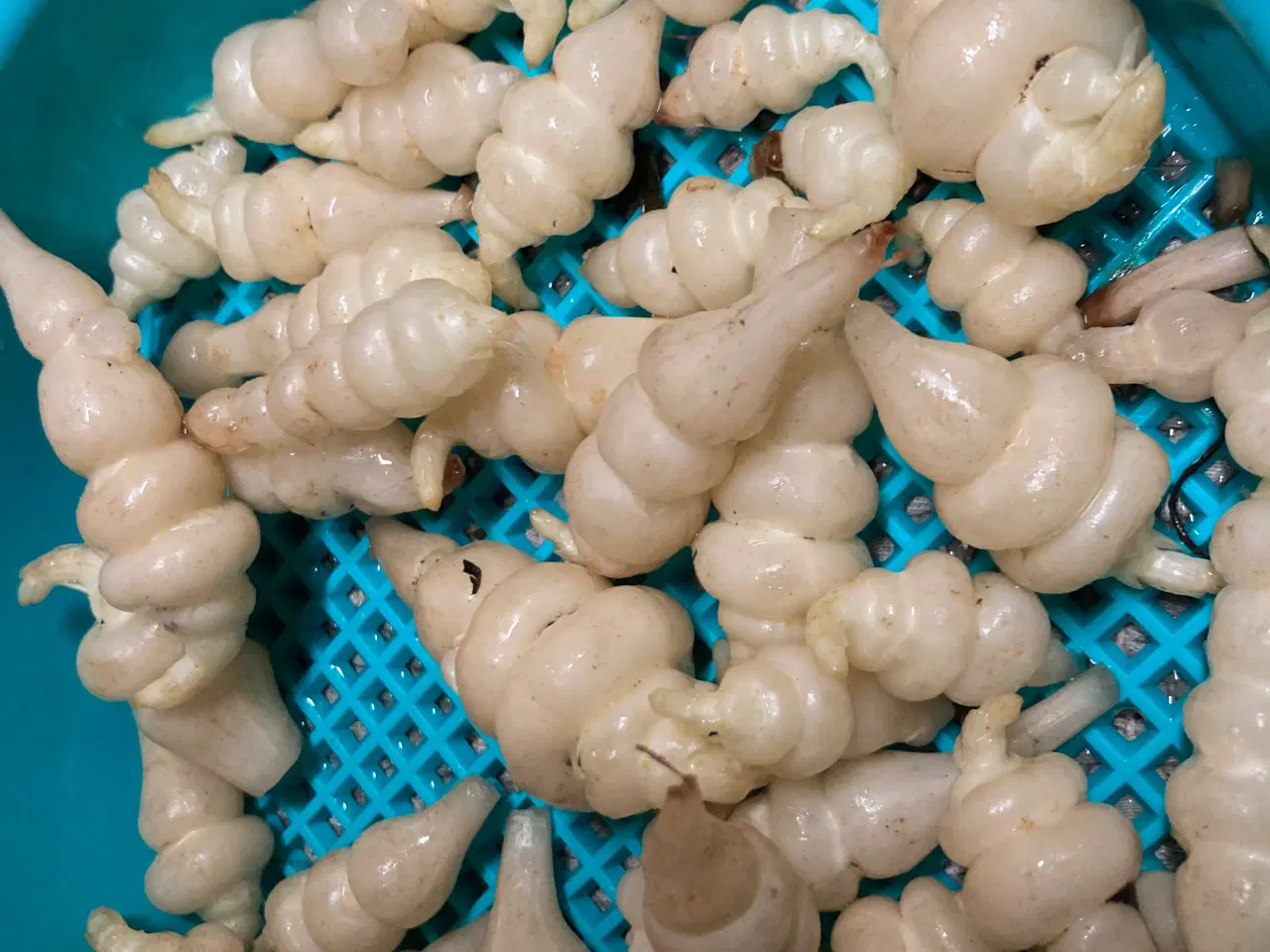 Billede 4 - Knoldgaltetand også kaldt kinaskok