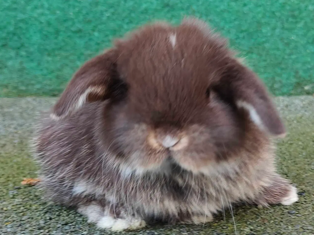 Billede 3 - Minilop hanunge