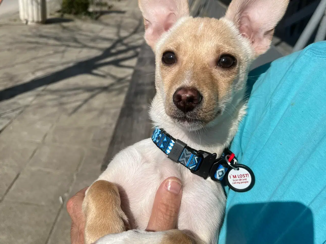 Billede 1 - Lille Mille 🩷