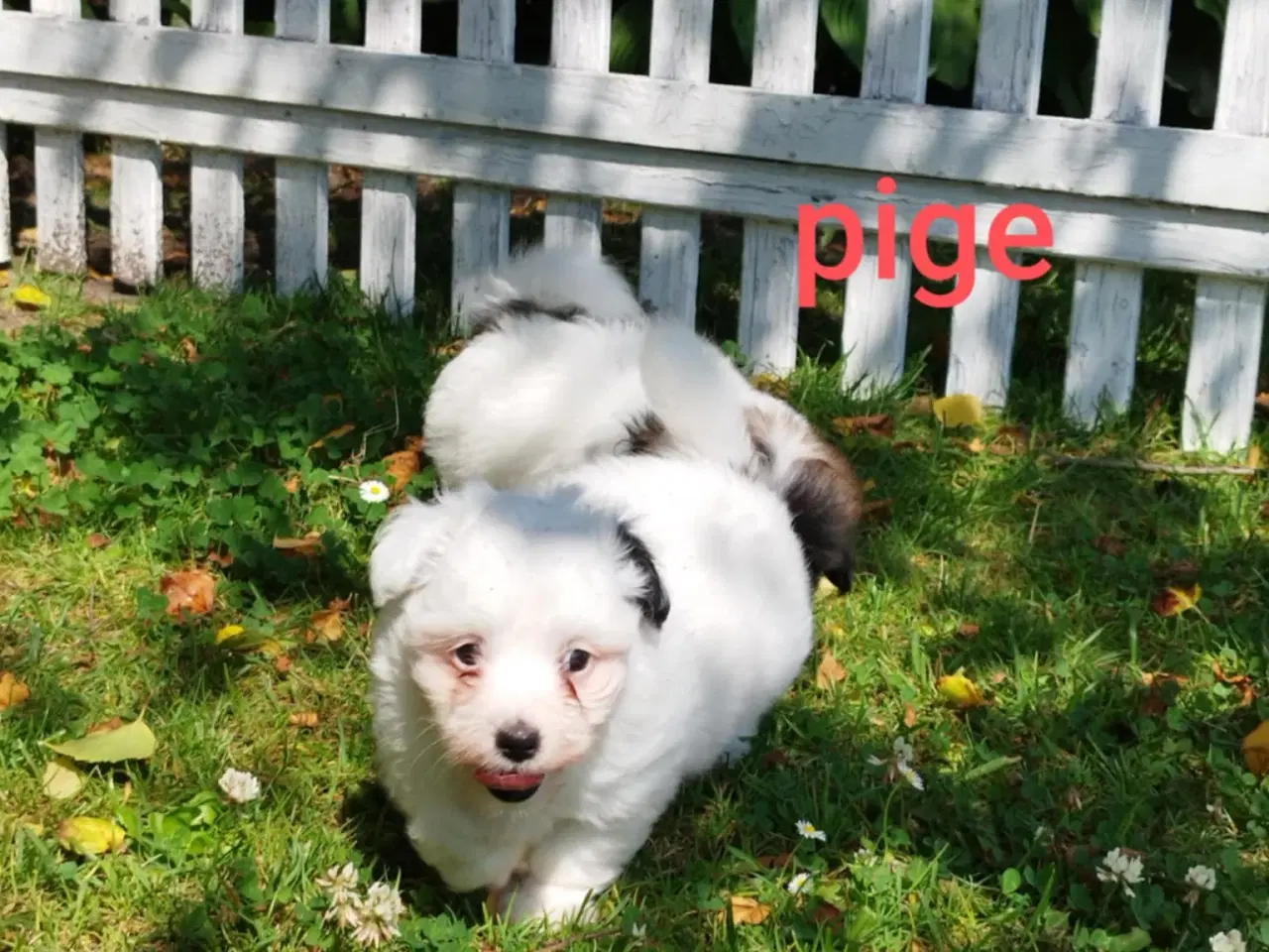 Billede 3 - Coton de tulear