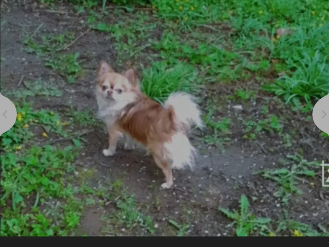 Billede 2 - Chihuahua
