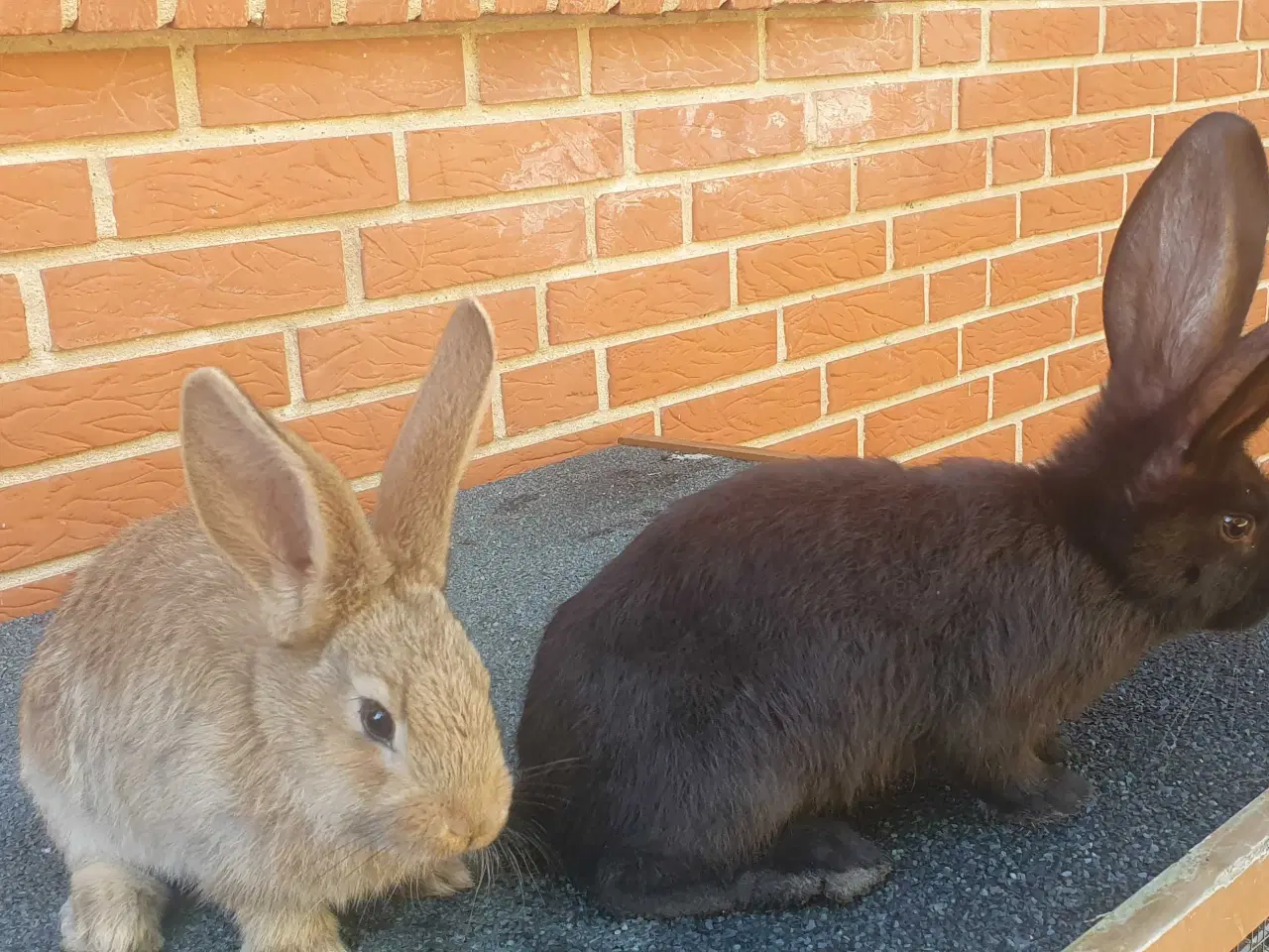 Billede 5 - Belgisk kæmpe kaninunger , hanner..