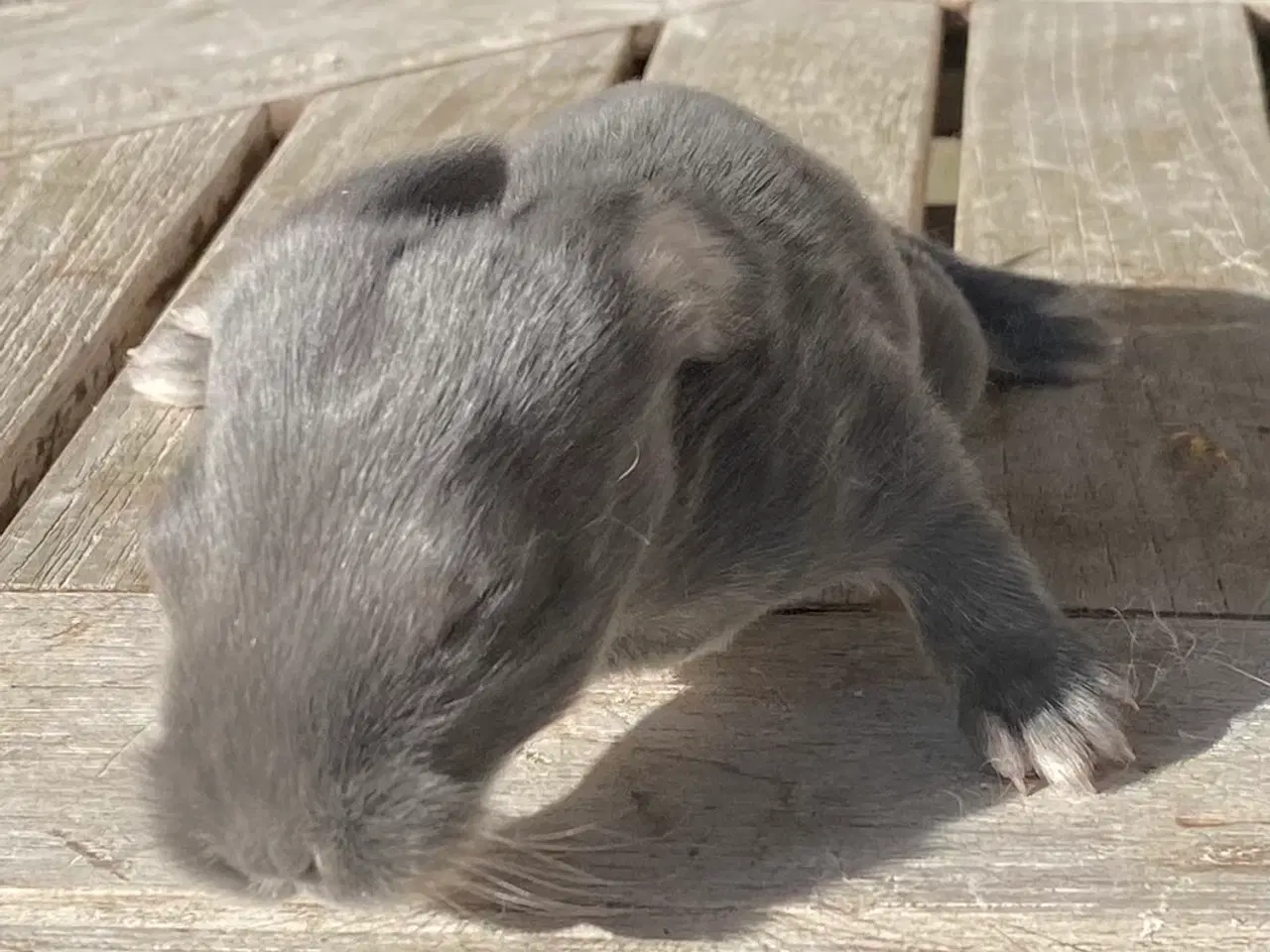 Billede 7 - FRANSK VÆDDER HAN BLÅ OTTER